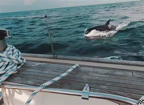 Video Shows Killer Whale Gang Attacking And Ramming Boats