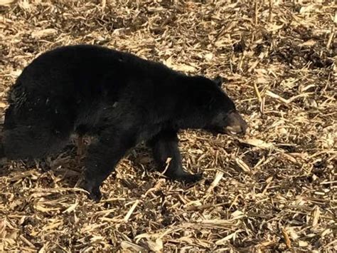 Iowa Wildlife Sighting Presence Of Bears Wolves And Bobcats Up In