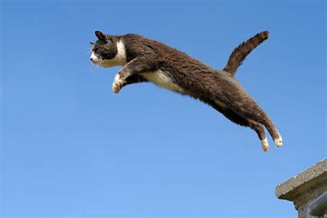 3600 Cat Jumping Outside Stock Photos Pictures And Royalty Free Images
