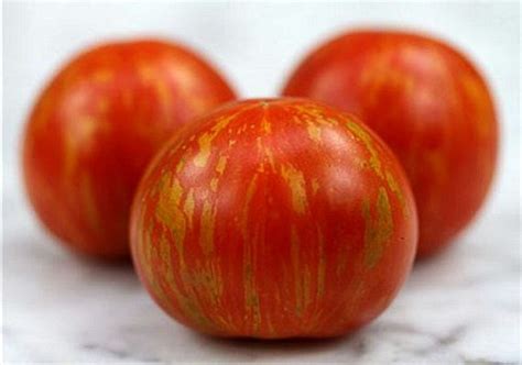 Mr Stripey Heirloom Tomato 25 Seeds Non Gmo Extra Early