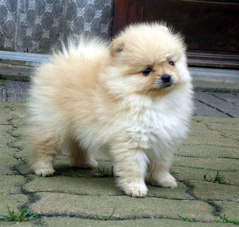 Spitz Loulou De Pomeranie Chien Kawaii Chien Pomeranien Chien Spitz