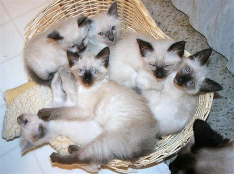 Kittens Traditional Balinese Purebred Female Balinese Kittens For Sale