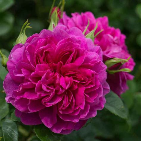 David Austin Princess Anne® Auskitchen English Shrub Rose 6 Litre Pot