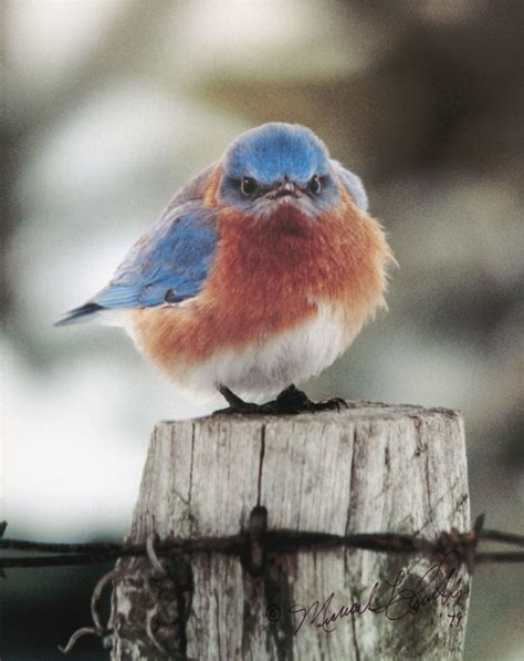 Angry Bluebird Blue Bird Animals Pet Birds