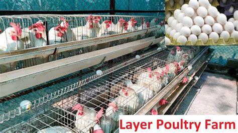 Layer Poultry Farm Youtube