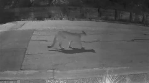 Experts Warn Residents To Take Precautions After Recent Mountain Lion