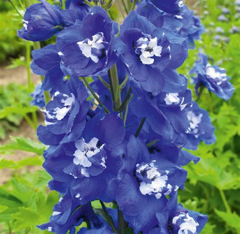 Delphinium X Cultorum ‘jupiter F1 Blue Proctors Nursery