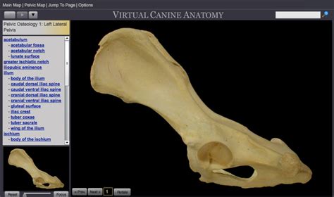 Hip Bone Anatomy Canine