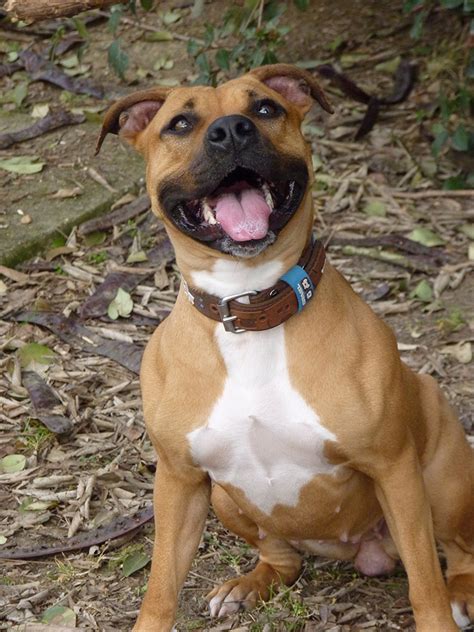 The pit bull immediately strikes one as being a dog of power, passion and undying willingness. American Pit Bull Terrier - All Big Dog Breeds