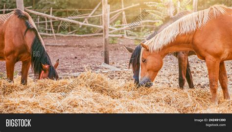 Picture Of A Horse Eating Hay Picture Of Horse