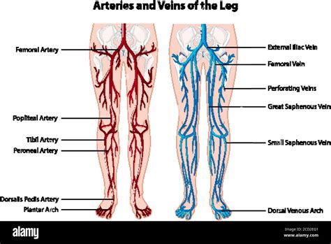 Venas y arterias piernas Imágenes vectoriales de stock Alamy