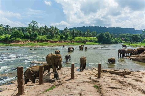 All About Periyar National Park Safari And Other Deatails