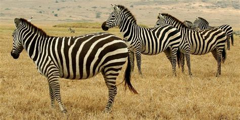 The Plural Of Hyena Things I Find Fascinating 3 Zebras And The
