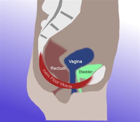 Vaginoplasty Vs Lvr Clear Sky Medical