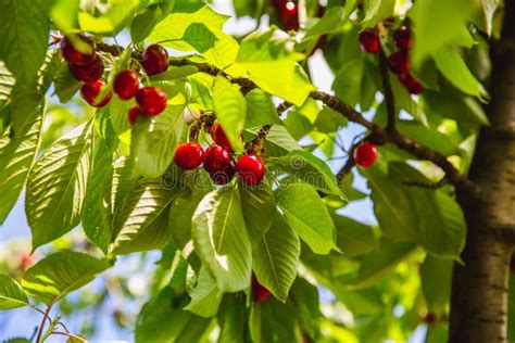 Organic Red Ripe Cherries On A Tree Branch Selective Focus Stock Image