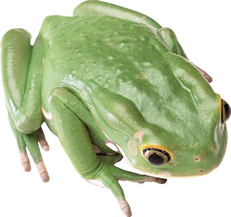 Green Frog Png Image