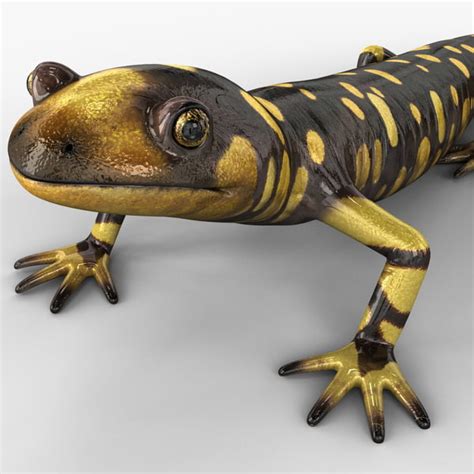 3d Tiger Salamander Pose 1 Model