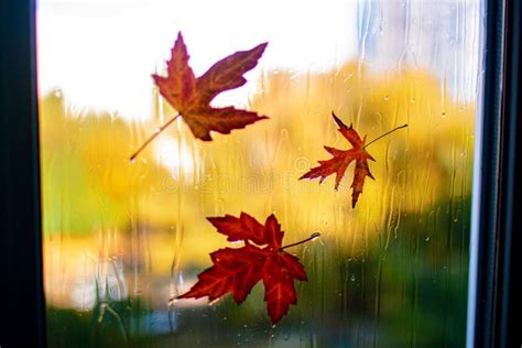Red Autumn Leaves On Window With Rain Drops Stock Photo Image Of