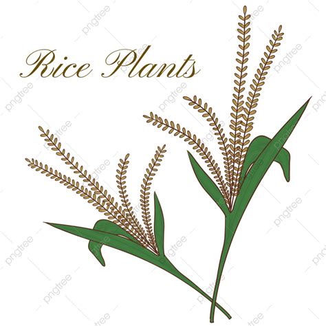 Planting Rice Clipart Png Vector Psd And Clipart With Transparent