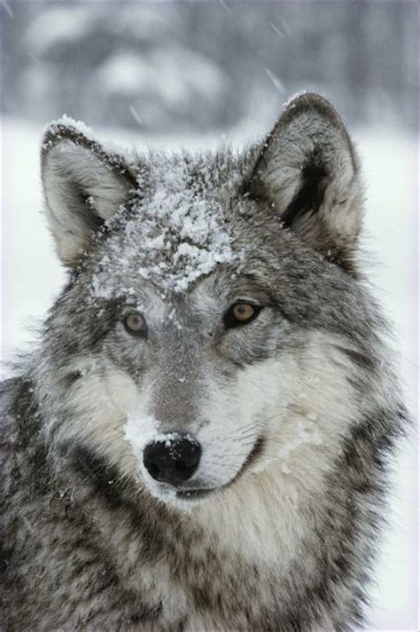 49 Best Images About Gray Wolf Animal Art Portraits