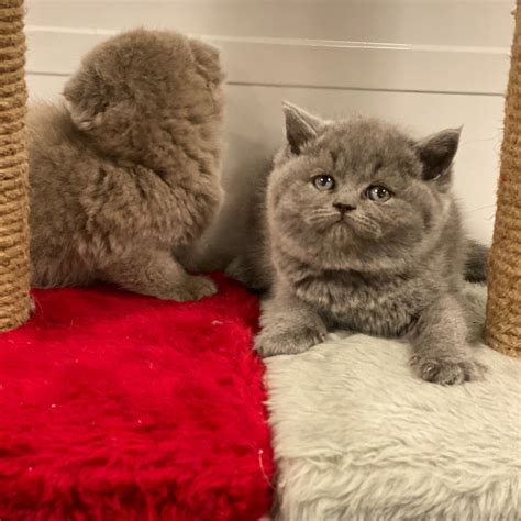 Blue British Shorthair Yavrumuz