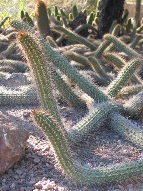 Snake Cactus By Amzimme On Deviantart