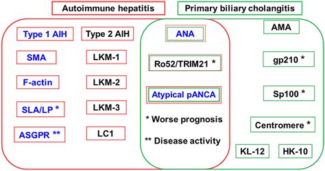 Autoantibodies Associated With Autoimmune Hepatitis And Primary Biliary