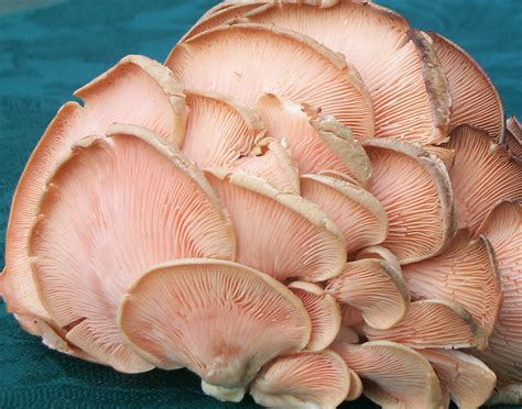 Mushroom Kit Health Benefits Of Mushrooms Oyster Mushroom
