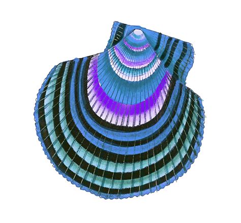 Shell Snail Vintage Art Free Stock Photo - Public Domain Pictures