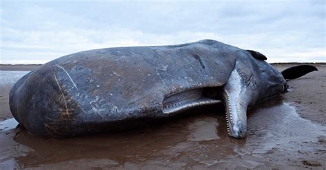 Dead Whale Found With More Than 1000 Pieces Of Plastic Inside Its Stomach