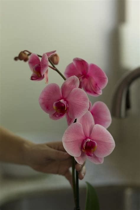 Mystique Care — Your Orchid Questions Orchids Orchid Care