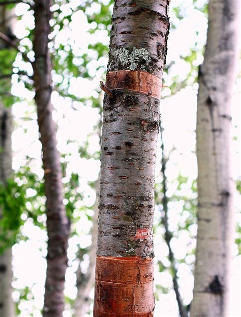 How To Grow Birch Trees Birch Tree Tree Transplanting Growing Tree