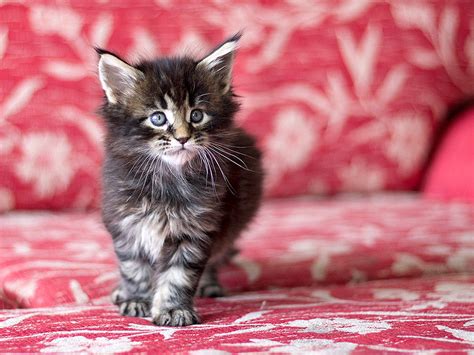 We use three different statuses to indicate the status of each kitten: Maine Coon weights by month (37 photos): a table with an ...