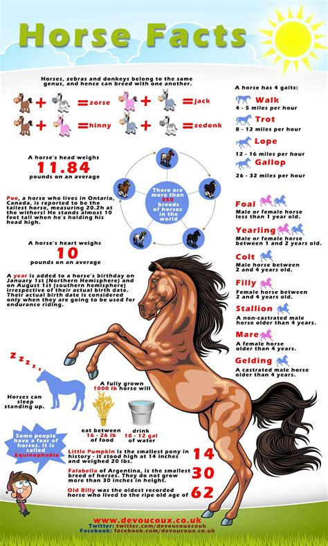 The Horse Fact Is Shown In This Info Sheet With Horses And Their