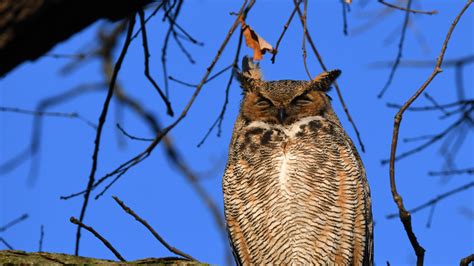 Go On The Prowl For Owls In Springfield Wics
