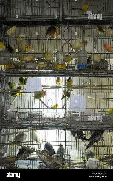 Parakeets In Cages For Sale In Street Market In Brazil Animal Rights