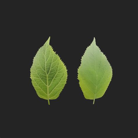 Leaf001 Pbr Texture Texture Pbr Plant Leaves