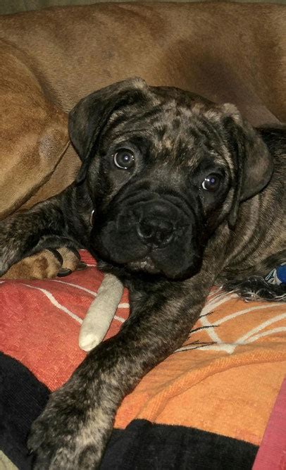 Home Boggy Creek Bullmastiffs Bullmastiff Puppies For Sale