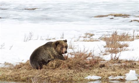 Yellowstone Grizzly Bears To Start Emerging From Dens