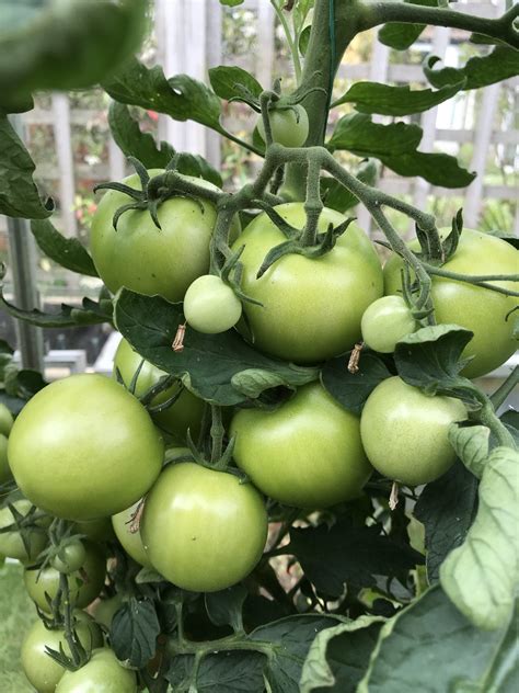 How To Ripen Tomatoes Bite Sized Gardening