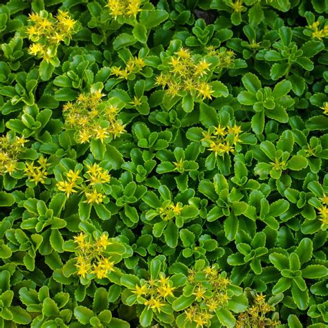 Spring Hill Nurseries 3 In Pot Golden Creeping Sedum Live Perennial