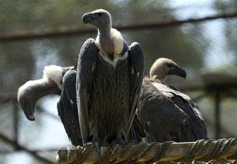 Over 150 Endangered Vultures Poisoned To Death In Southern Africa Yen