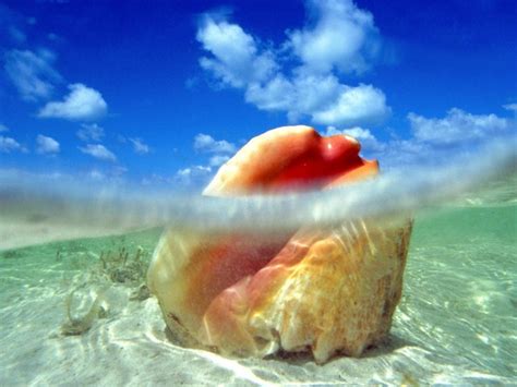 Queen Conch A Bahamian Delicacy Jump Sail Dive