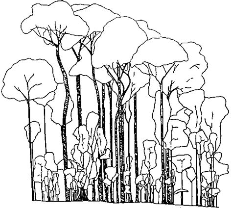 Drawing Mangrove Tree Sketch Mangroves Coloring Swamp Drawings