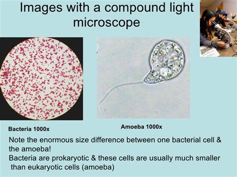E Coli Under Microscope 1000x Micropedia