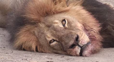après la mort du lion cecil le zimbabwe restreint la chasse afrizap