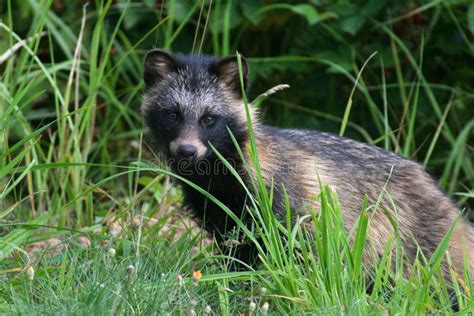 Raccoon Dog Stock Photo Image Of Carnivore Mammal 202693942
