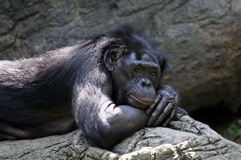 53 Best Bonobo Images On Pinterest Primate Primates And