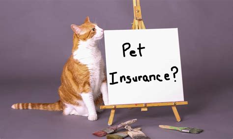 How Much Does Cat Insurance Cost And What Does It Cover A Z Animals