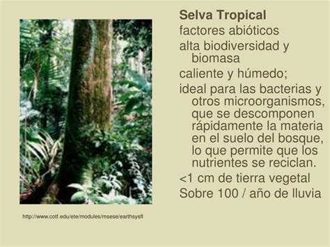 Factores Bioticos De La Selva Tropical Slingo